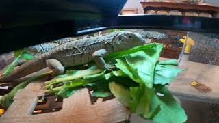 Cyclura-Feeding the Baby Rocks by Dave Durham 549 views 1 year ago 4 minutes, 3 seconds