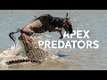 Underwater Predators Hunt During The Great Wildebeest Migration Masai Mara Documentary 