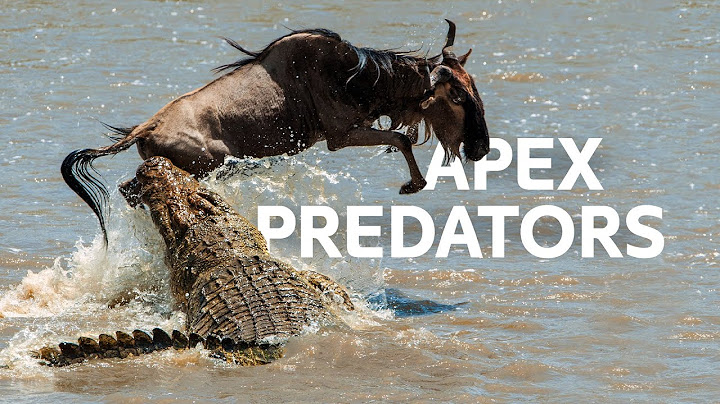 Predator Bawah Air Berburu Selama Migrasi Wildebeest Besar | Dokumenter Masai Mara