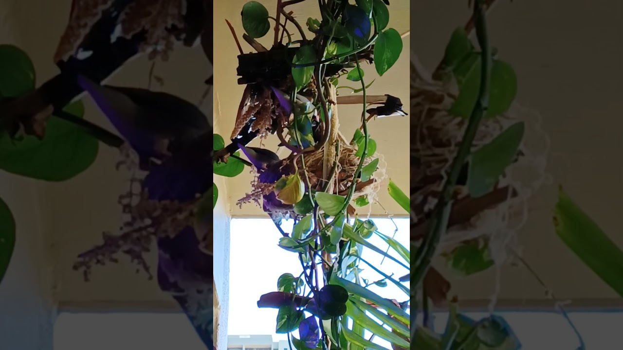 Hawaii birds: Java Sparrows on the lanai