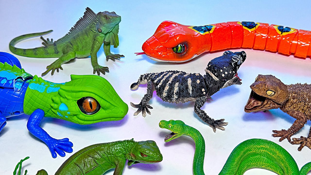 Reptiles - Lizard, Iguana, Chameleon, Bearded Dragon, Crocodile, Alligator, Turtle, Tortoise, Caiman