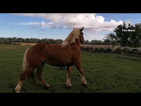 Video: No Merilendas Fermas Izglābti Vairāk Nekā 130 Nepietiekami Baroti Zirgi