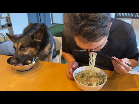 愛犬と一緒にラーメン食べてたら「替え玉一丁!」ってうるさいw【ジャーマンシェパード】