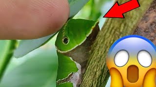 WHAT HAPPENS IF YOU TOUCH A CATERPILLAR ( Watch till the end to know) #trending #didyouknow