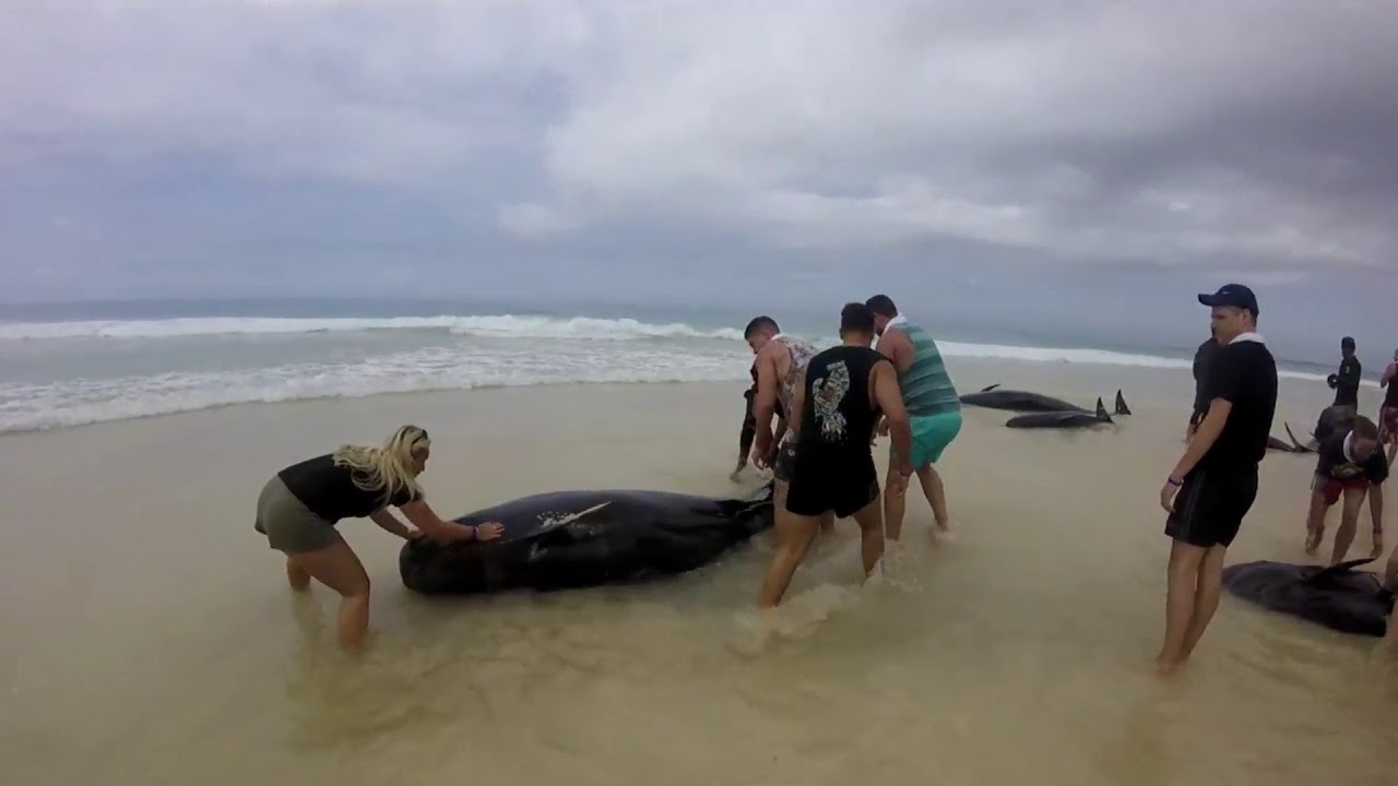 Download Whale rescue Cape Verde Sept 2018
