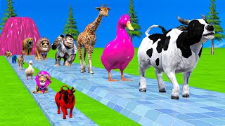Long Slide Game With Cow Elephant Gorilla Hippopotamus Tiger 3d Animal Game Funny 3d Animals