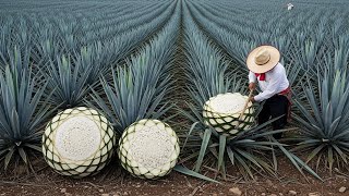How Farmers Grow & Harvest Blue Agave for Premium Tequila — The Process Is Incredible How Farmers Harvest And Process Blue Agave For Tequila Production In Factories Farming Documentary
