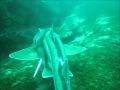 Shark approaches diver for help