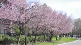 エゾヤマザクラ 蝦夷山桜 の特徴や花言葉は ソメイヨシノとの違いは 気になること 知識の泉 エゾヤマザクラ 蝦夷山桜 の特徴や花言葉は ソメイヨシノとの違いは 気になること 知識の泉