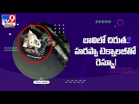 Viral : బావిలో చిరుత.. హరప్పా టెక్నాలజీతో రెస్క్యూ! @TV9 Telugu Digital