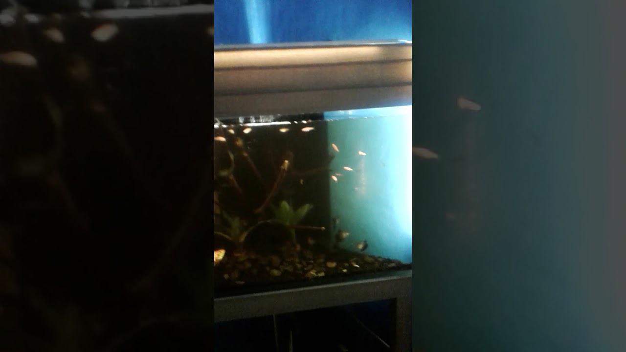  Aquarium  Unik Buatan Sendiri  Peluang Usaha Terbaru Cara 