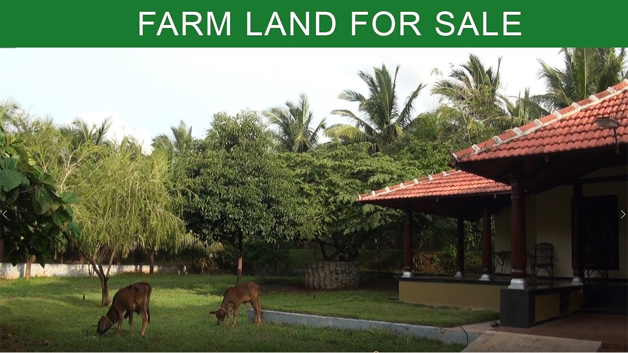Coconut farm land for sale in Pollachi - 40 Acers
