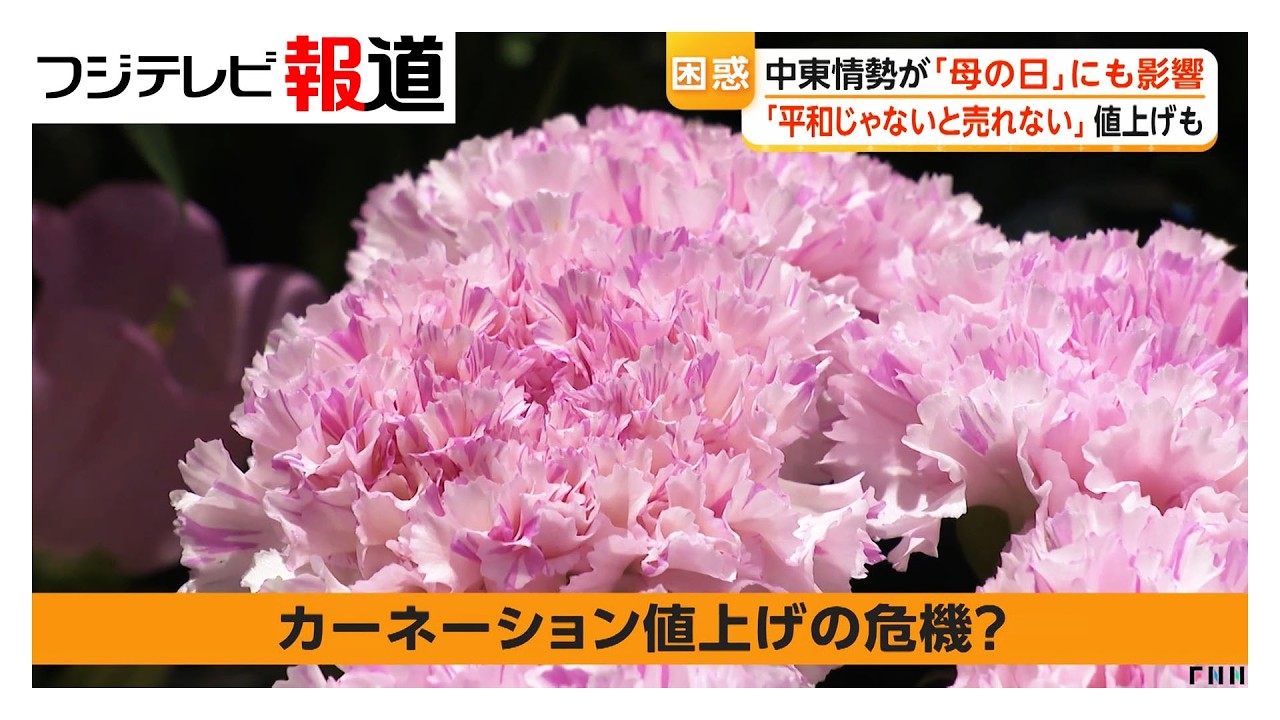 Carnations face price increases due to Middle East situation