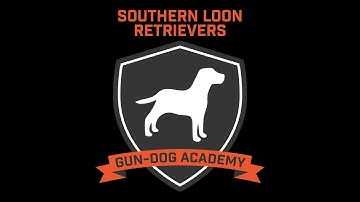 15. Gun Dog Academy (Basics): Force Fetch 1
