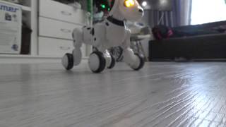 Собака Робот Чип Собака Робот Чип