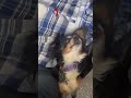 #coummunity #like #dog #comedy #Chihuahua #love #cute #adorable #everyone #doglover #trending #one