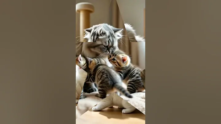 Video 10838261: persian cat kitten sweet, cat kitten adorable persian, persian cat kitten cute, persian cat breed, long cat, popular cat breeds