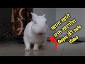 खाना खाते वक्त खरगोश Guplu की cute वीडियो | Guplu the bunny | Cute bunny video @RabbitFunCorner