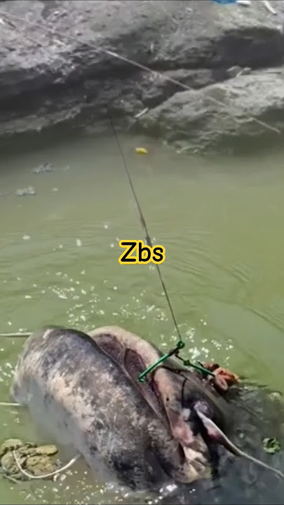 The Most Relaxing Fishing...!! Strike a monster FISH in the river #fishing #bigfish #searchgallery