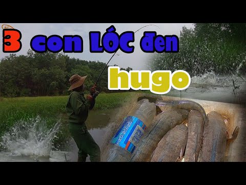 Video: Cá Chanh