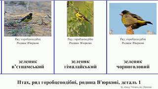 Птах, ряд горобцеподібні, родина В'юркові, деталь 1 гутурама катуньчик амакиги зеленяк армілка коа