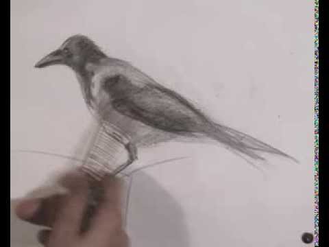 Уроки рисования | Как нарисовать птицу