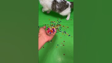 😸Beads🌈reversed video ASMR #asmr #cat #reverse #reversevideo