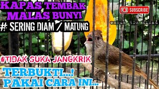 EFEKTIF❗MENGATASI KAPAS TEMBAK MALAS BUNYI,SERING DIAM/MATUNG & TIDAK MAU MAKAN JANGKRIK