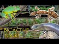 Bioactive enclosure tour rare geckos skinks  frogs
