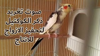 10 دقائق من تغريد الكوكتيل لتحفيز الازواج للتزاوج