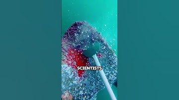 Do you know why barnacles are so hard to remove?