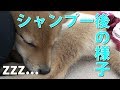 豆柴の仔犬ふく、シャンプー後の様子 #18
