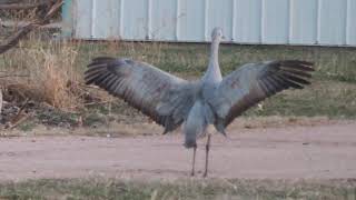 Sandhill Cranes in Nebraska