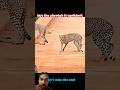 Baboons Chase the Fastest Animal Big Mistakes#baboon #funny #shorts