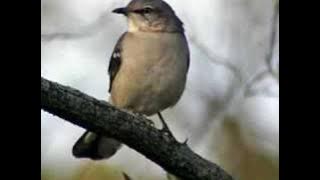 LA GUNS -I FOUND YOU*