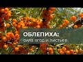 Сила облепихи: ценность ягод, листьев и рецепт полезного чая!