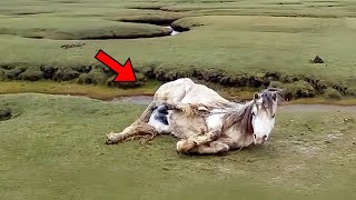 Wild Horse Refuses To Stand Up  Vet Orders The Police To Be Involved When He Sees The Ultrasound by Did You Know ? 4,288 views 6 days ago 9 minutes, 35 seconds