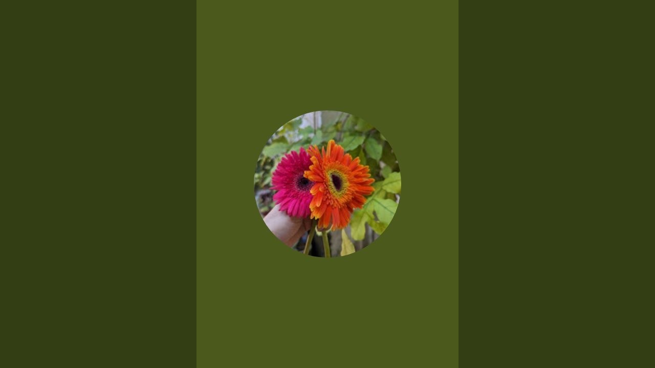 Fatema's vlog  is live! আসসালামু আলাইকুম সবাই লাইভে জয়েন হয়ে যান।