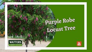 May Companion Plants - Purple Robe Locust Tree