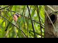 Wildlife Encounters at Tampines Eco Green | Turtle, Lizard &amp; Parakeet