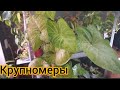 Комнатные цветы - КРУПНОМЕРЫ