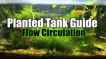 Planted Aquarium Flow Circulation
