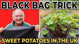 The Black Bag Trick That Makes Sweet Potatoes Grow in the UK
