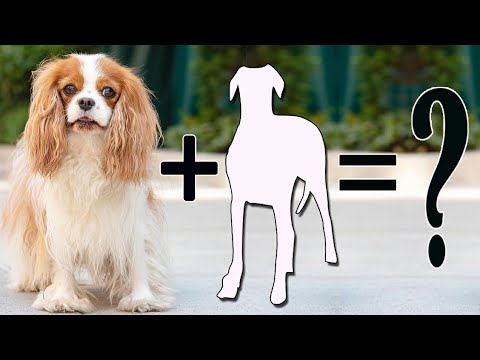 stang squat føderation Top 10 incredible Cavalier King Charles Spaniels cross breed | King Spaniel  mix breeds - YouTube