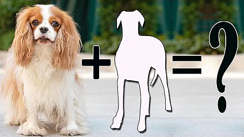 Top 10 incredible Cavalier King Charles Spaniels cross breed | King Spaniel mix breeds