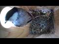 LIVE Chickadee Nesting in Birdfy Smart Birdhouse 🐦 | Real-Time Bird Cam | Chickadee Moving In!