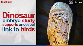 Dinosaur Embryo Study Supports Ancestral Link To Birds The Nation Thailand