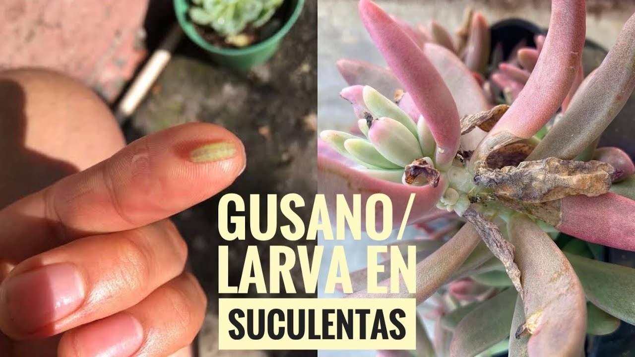 Larvas / Gusanos /Plaga en suculentas. ¿Que es? ¿Que hacer al detectarlo?