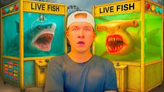 Download Lagu I Bought Deadly Fish From a Live Fish Claw Machine... MP3 Download Lagu I Bought Deadly Fish From a Live Fish Claw Machine... MP3