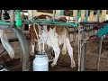 THE MAGIC GRASS THAT ADD MILK 100 Juncao Grass High Protein Fodder In Livestock Farming THE MAGIC GRASS THAT ADD MILK 100 Juncao Grass High Protein Fodder In Livestock Farming